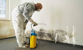 Why You Should Choose Our Mold Remediation Services in Port Washington, WI